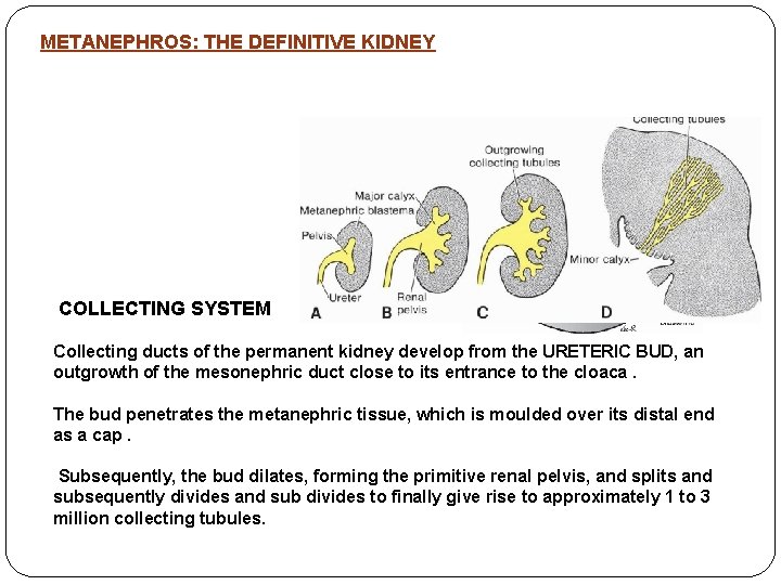 METANEPHROS: THE DEFINITIVE KIDNEY • Appears in the 5 th wk. • Develops from