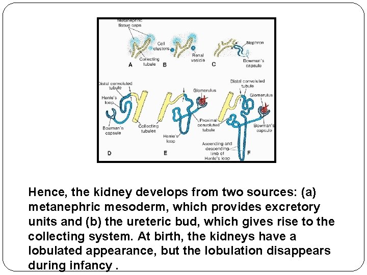 Hence, the kidney develops from two sources: (a) metanephric mesoderm, which provides excretory units