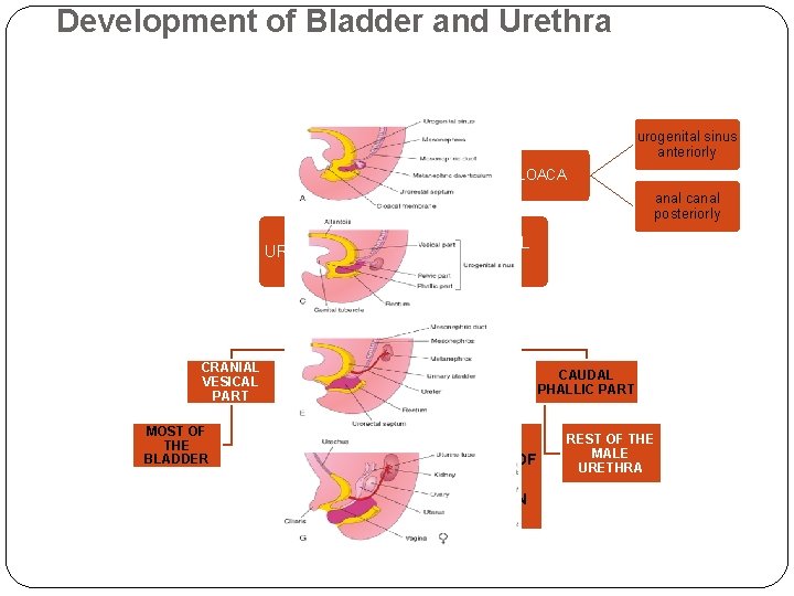 Development of Bladder and Urethra urogenital sinus anteriorly During the 4 th to 7