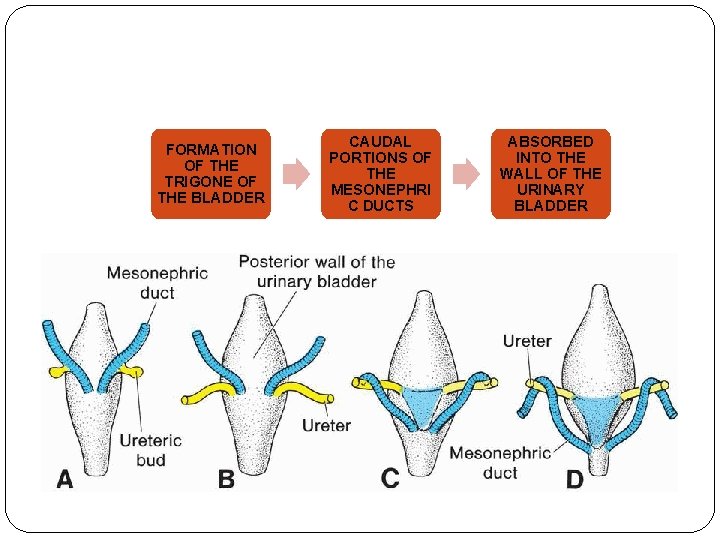 FORMATION OF THE TRIGONE OF THE BLADDER CAUDAL PORTIONS OF THE MESONEPHRI C DUCTS