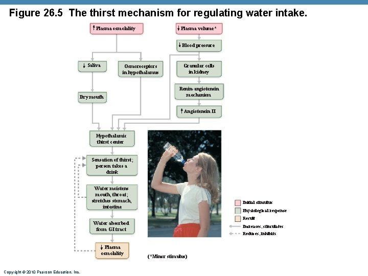 Figure 26. 5 The thirst mechanism for regulating water intake. Plasma osmolality Plasma volume* Figure 26. 5 The thirst mechanism for regulating water intake. Plasma osmolality Plasma volume*