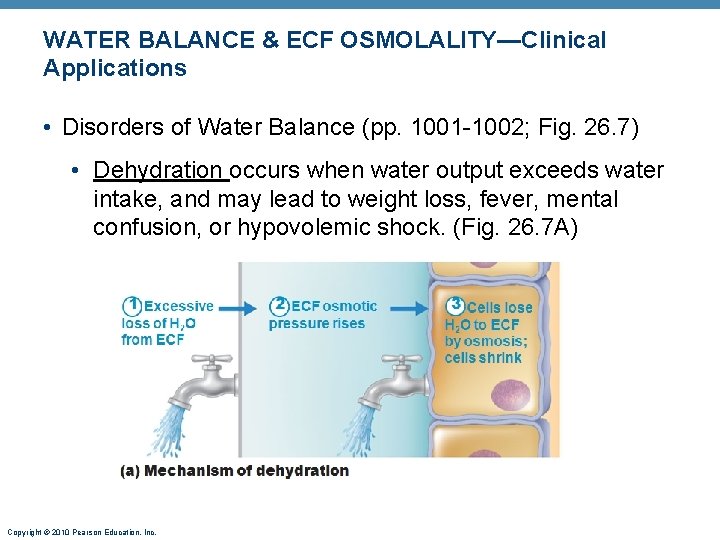 WATER BALANCE & ECF OSMOLALITY—Clinical Applications • Disorders of Water Balance (pp. 1001 -1002; WATER BALANCE & ECF OSMOLALITY—Clinical Applications • Disorders of Water Balance (pp. 1001 -1002;