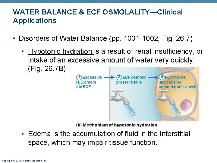 WATER BALANCE & ECF OSMOLALITY—Clinical Applications • Disorders of Water Balance (pp. 1001 -1002; WATER BALANCE & ECF OSMOLALITY—Clinical Applications • Disorders of Water Balance (pp. 1001 -1002;