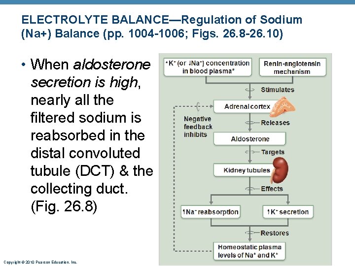 ELECTROLYTE BALANCE—Regulation of Sodium (Na+) Balance (pp. 1004 -1006; Figs. 26. 8 -26. 10) ELECTROLYTE BALANCE—Regulation of Sodium (Na+) Balance (pp. 1004 -1006; Figs. 26. 8 -26. 10)