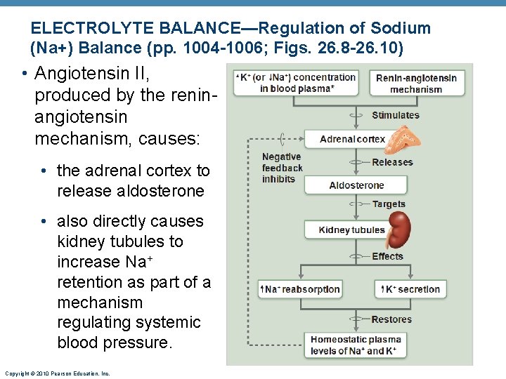 ELECTROLYTE BALANCE—Regulation of Sodium (Na+) Balance (pp. 1004 -1006; Figs. 26. 8 -26. 10) ELECTROLYTE BALANCE—Regulation of Sodium (Na+) Balance (pp. 1004 -1006; Figs. 26. 8 -26. 10)