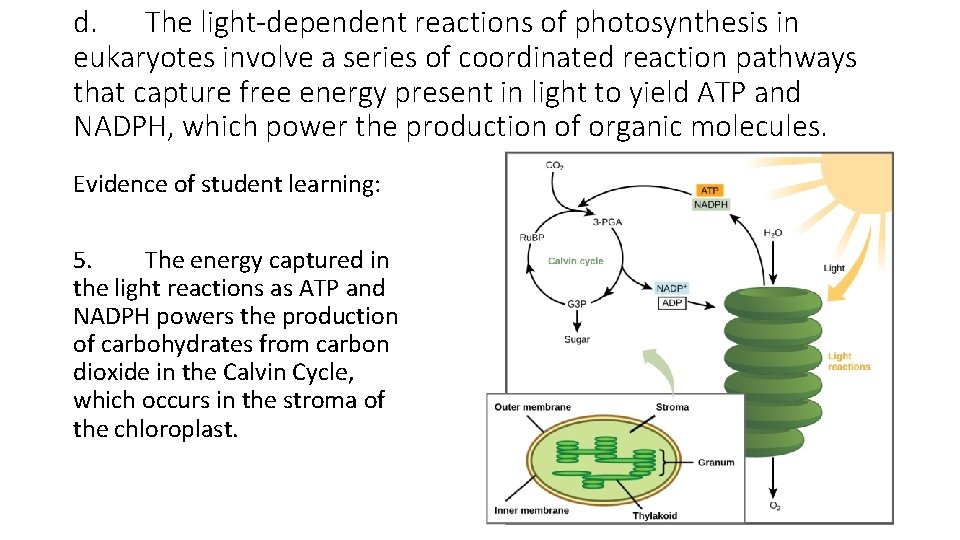 d. The light-dependent reactions of photosynthesis in eukaryotes involve a series of coordinated reaction