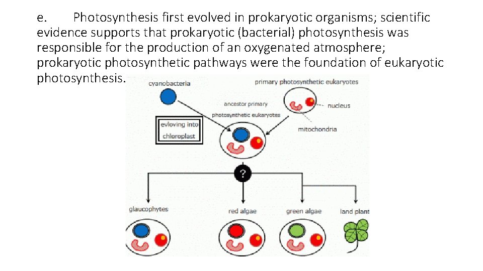 e. Photosynthesis first evolved in prokaryotic organisms; scientific evidence supports that prokaryotic (bacterial) photosynthesis