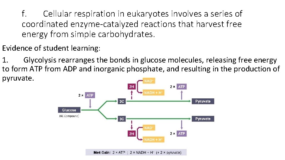 f. Cellular respiration in eukaryotes involves a series of coordinated enzyme-catalyzed reactions that harvest