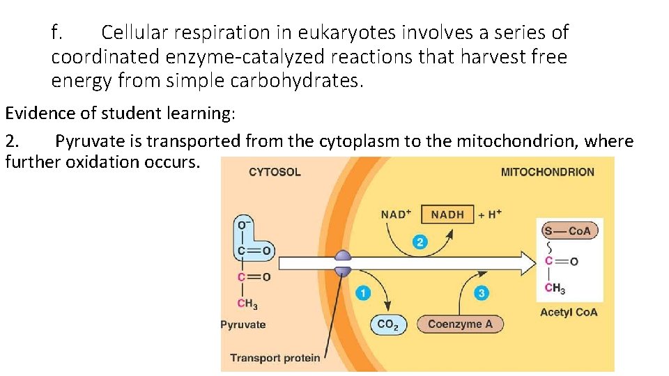 f. Cellular respiration in eukaryotes involves a series of coordinated enzyme-catalyzed reactions that harvest