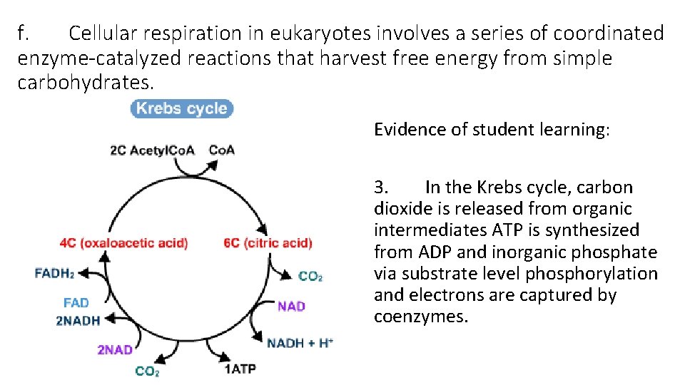 f. Cellular respiration in eukaryotes involves a series of coordinated enzyme-catalyzed reactions that harvest