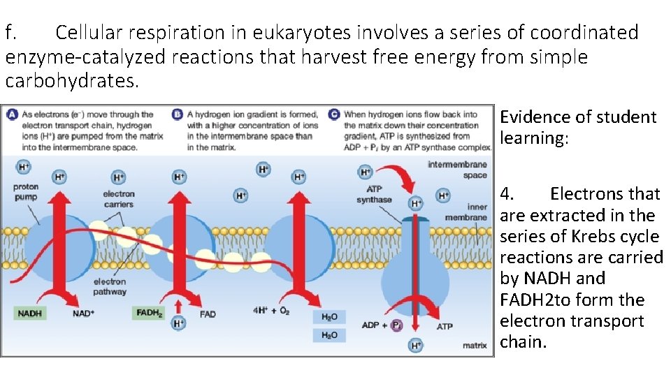 f. Cellular respiration in eukaryotes involves a series of coordinated enzyme-catalyzed reactions that harvest