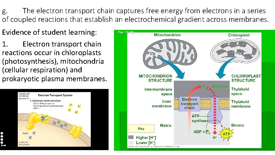 g. The electron transport chain captures free energy from electrons in a series of