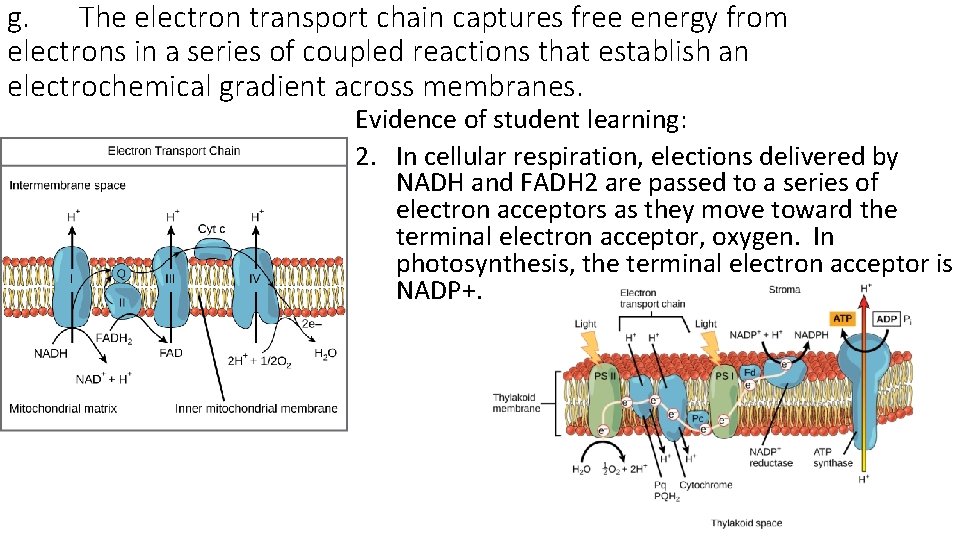 g. The electron transport chain captures free energy from electrons in a series of