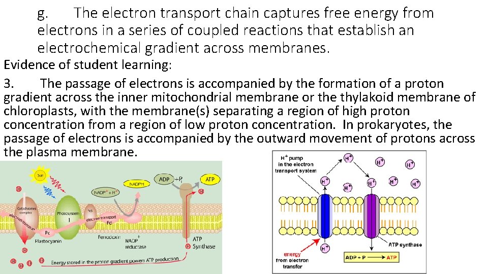 g. The electron transport chain captures free energy from electrons in a series of