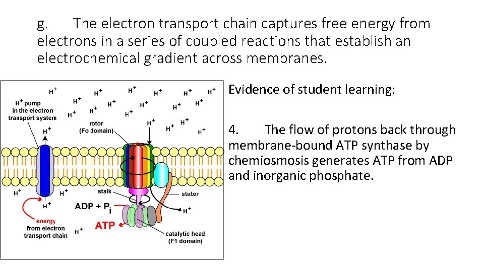 g. The electron transport chain captures free energy from electrons in a series of