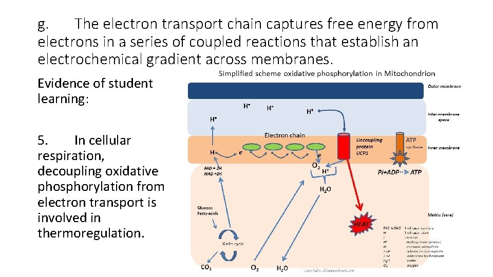 g. The electron transport chain captures free energy from electrons in a series of