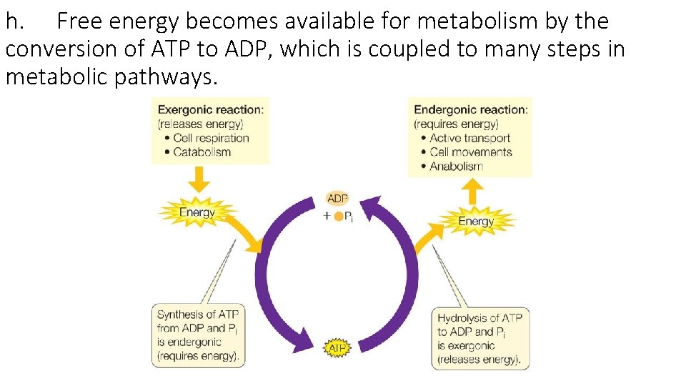 h. Free energy becomes available for metabolism by the conversion of ATP to ADP,