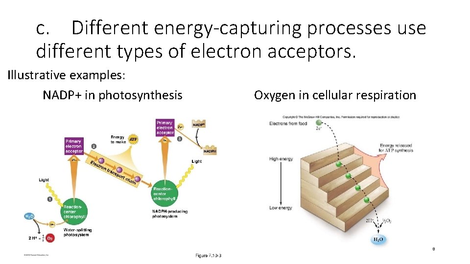 c. Different energy-capturing processes use different types of electron acceptors. Illustrative examples: NADP+ in