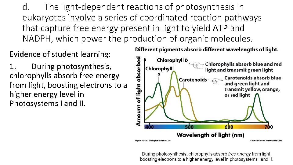 d. The light-dependent reactions of photosynthesis in eukaryotes involve a series of coordinated reaction