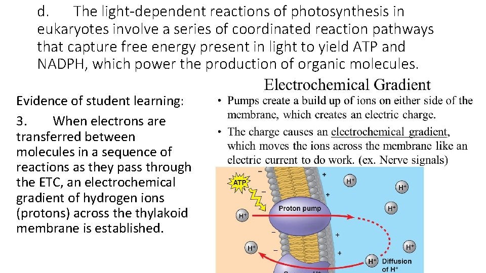 d. The light-dependent reactions of photosynthesis in eukaryotes involve a series of coordinated reaction