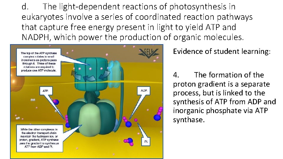 d. The light-dependent reactions of photosynthesis in eukaryotes involve a series of coordinated reaction