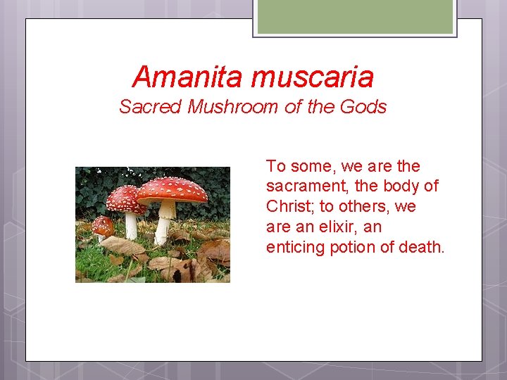 Amanita muscaria Sacred Mushroom of the Gods To some, we are the sacrament, the