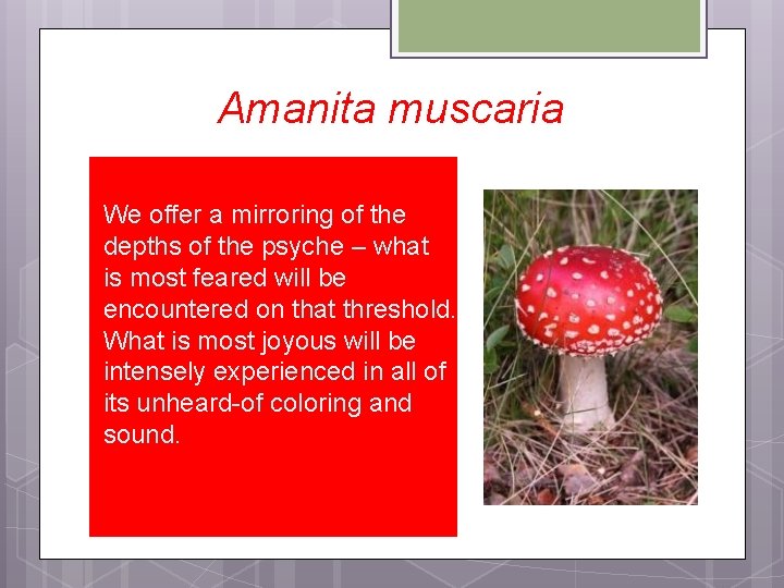 Amanita muscaria We offer a mirroring of the depths of the psyche – what