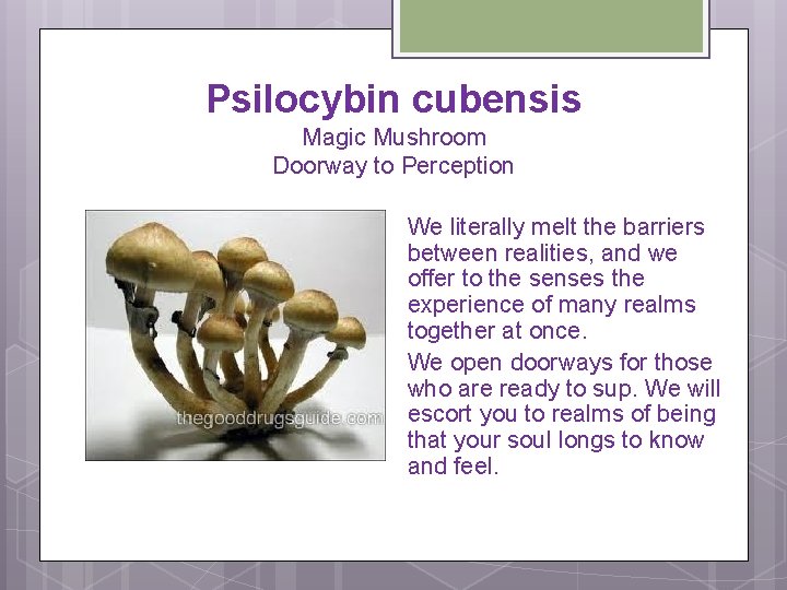 Psilocybin cubensis Magic Mushroom Doorway to Perception We literally melt the barriers between realities,