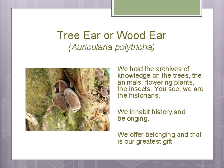 Tree Ear or Wood Ear (Auricularia polytricha) We hold the archives of knowledge on