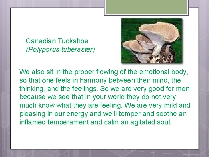 Canadian Tuckahoe (Polyporus tuberaster) We also sit in the proper flowing of the emotional