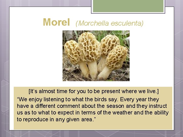 Morel (Morchella esculenta) [It’s almost time for you to be present where we live.