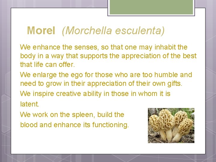 Morel (Morchella esculenta) We enhance the senses, so that one may inhabit the body