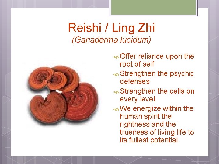 Reishi / Ling Zhi (Ganaderma lucidum) Offer reliance upon the root of self Strengthen