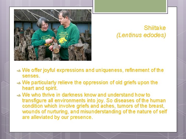 Shiitake (Lentinus edodes) We offer joyful expressions and uniqueness, refinement of the senses. We