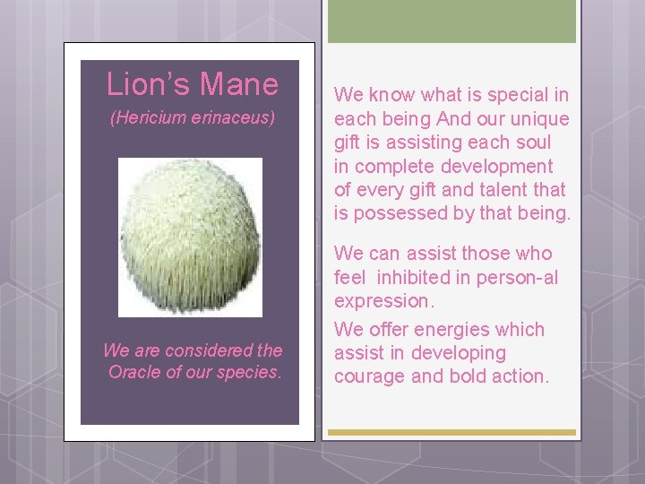 Lion’s Mane (Hericium erinaceus) We are considered the Oracle of our species. We know