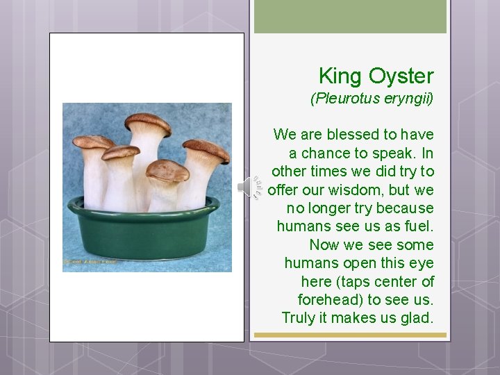 King Oyster (Pleurotus eryngii) We are blessed to have a chance to speak. In