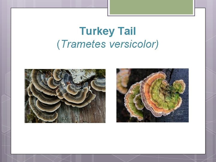 Turkey Tail (Trametes versicolor) 