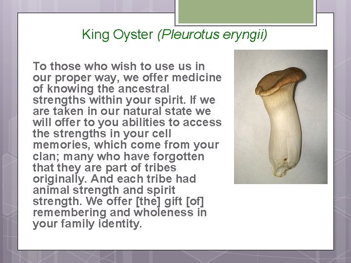 King Oyster (Pleurotus eryngii) To those who wish to use us in our proper