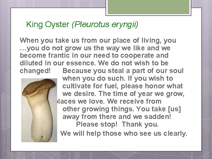 King Oyster (Pleurotus eryngii) When you take us from our place of living, you