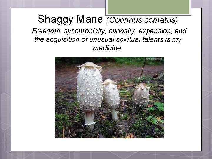 Shaggy Mane (Coprinus comatus) Freedom, synchronicity, curiosity, expansion, and the acquisition of unusual spiritual