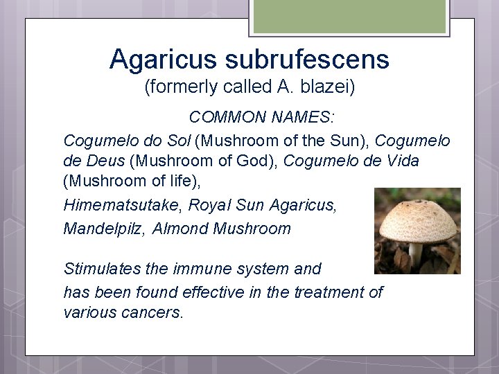Agaricus subrufescens (formerly called A. blazei) COMMON NAMES: Cogumelo do Sol (Mushroom of the