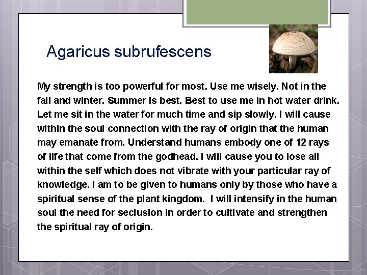 Agaricus subrufescens My strength is too powerful for most. Use me wisely. Not in