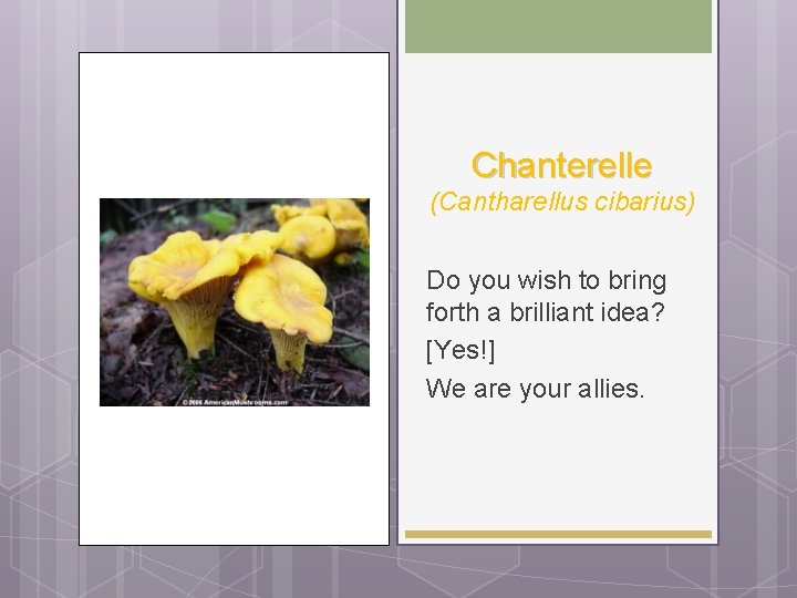 Chanterelle (Cantharellus cibarius) Do you wish to bring forth a brilliant idea? [Yes!] We