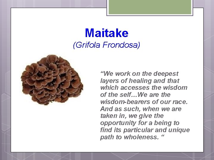 Maitake (Grifola Frondosa) “We work on the deepest layers of healing and that which