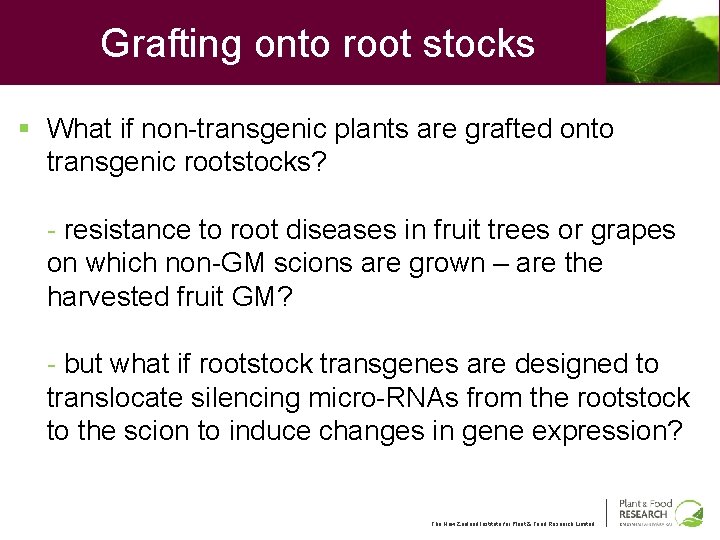 Grafting onto root stocks § What if non-transgenic plants are grafted onto transgenic rootstocks?