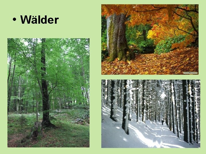  • Wälder 