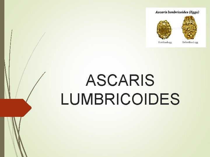 ASCARIS LUMBRICOIDES 