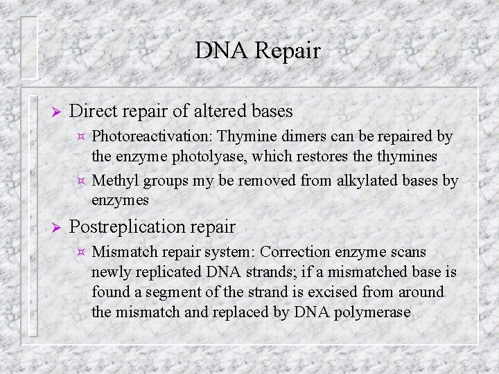 DNA Repair Ø Direct repair of altered bases Photoreactivation: Thymine dimers can be repaired