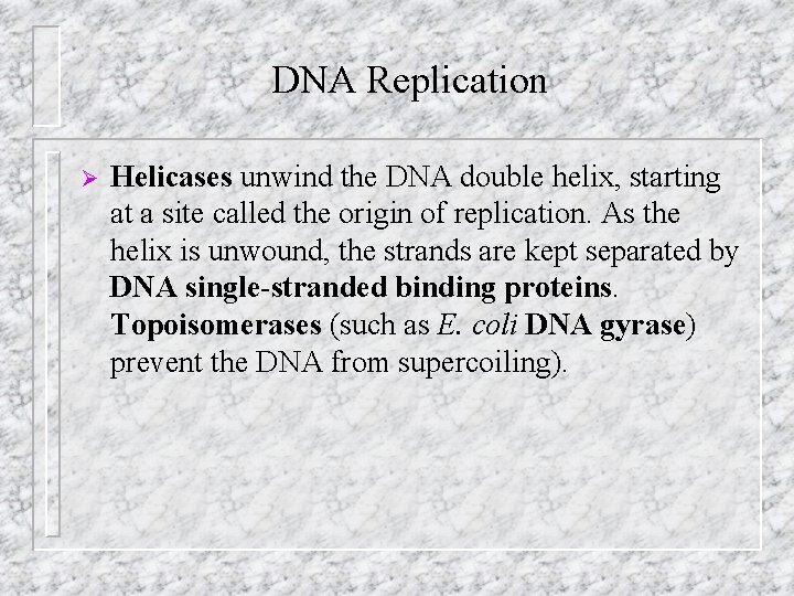DNA Replication Ø Helicases unwind the DNA double helix, starting at a site called