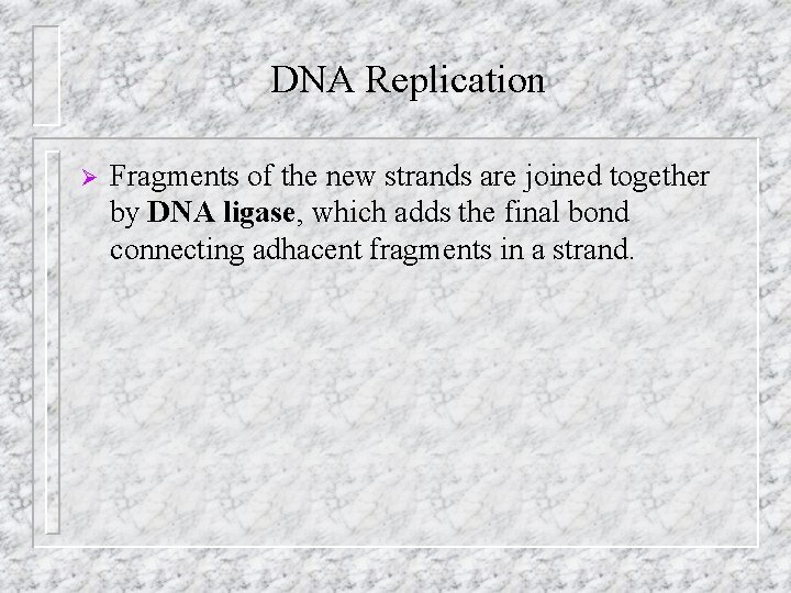 DNA Replication Ø Fragments of the new strands are joined together by DNA ligase,